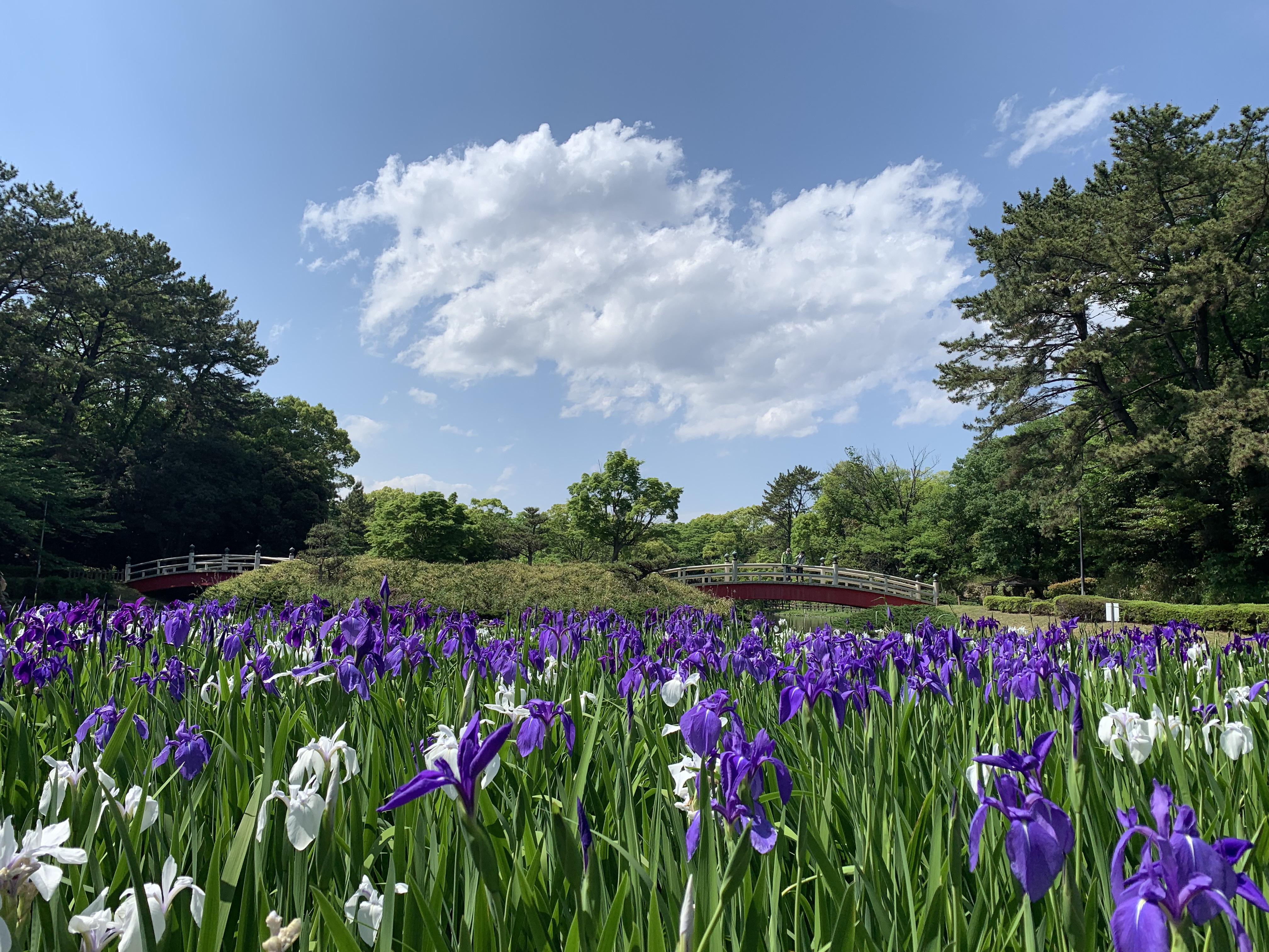 上野台公園　かきつばた　R40502