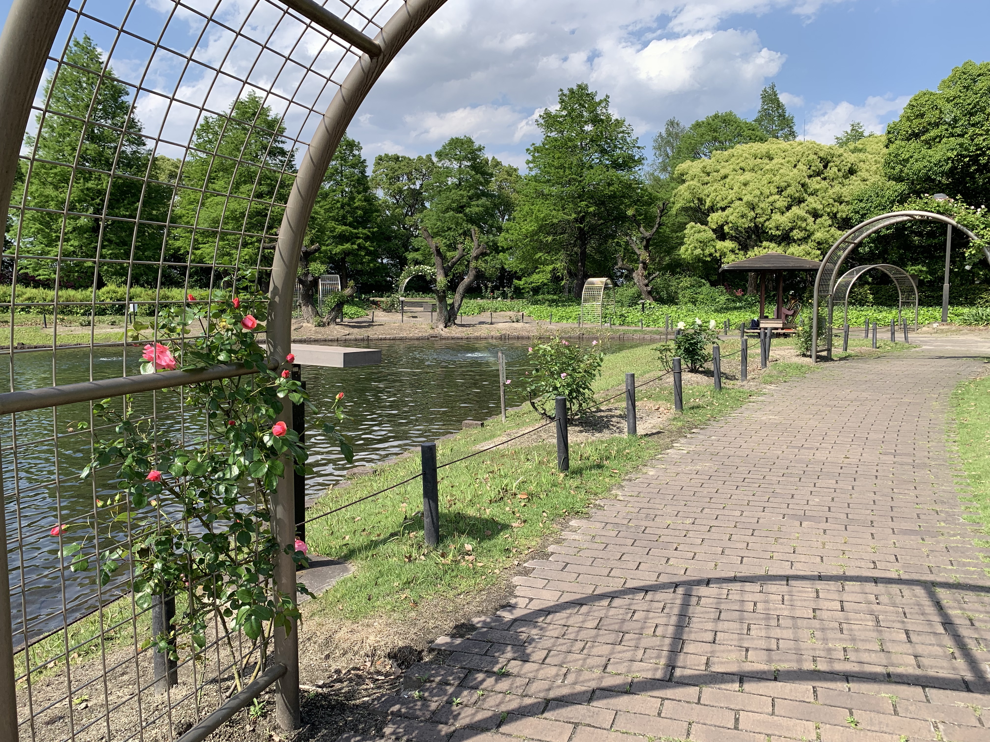 元浜公園　バラ　開花状況　蕾多い