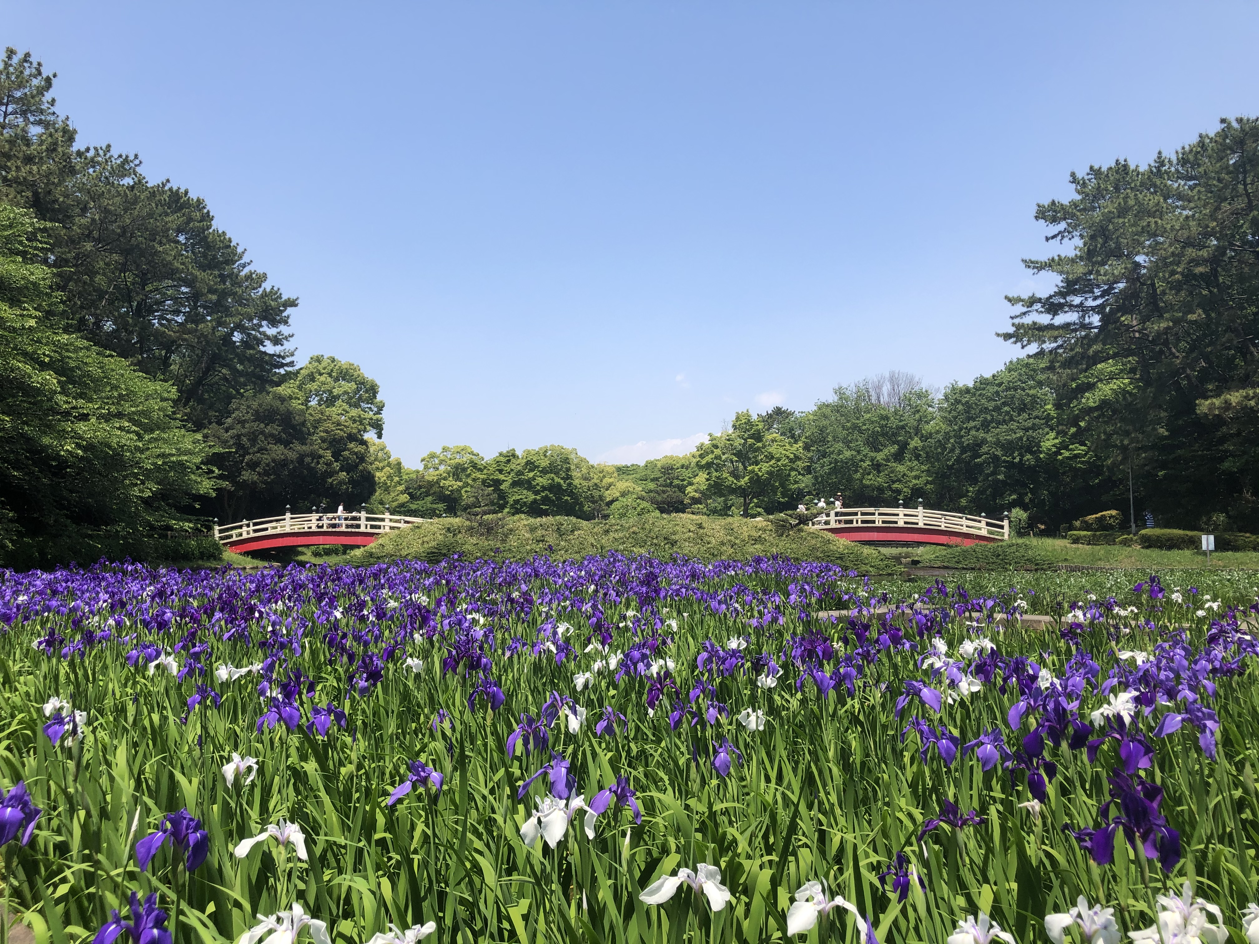 上野台公園　杜若　見ごろ