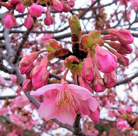 東海町桜