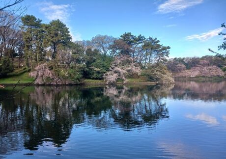 大池公園　桜　池