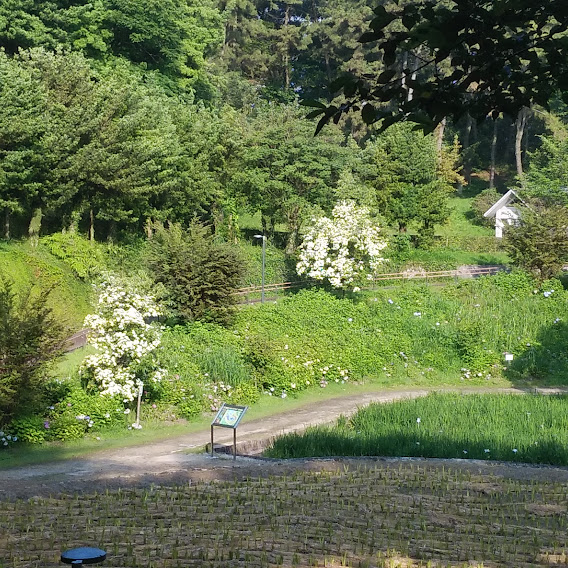 大池公園ヤマボウシ