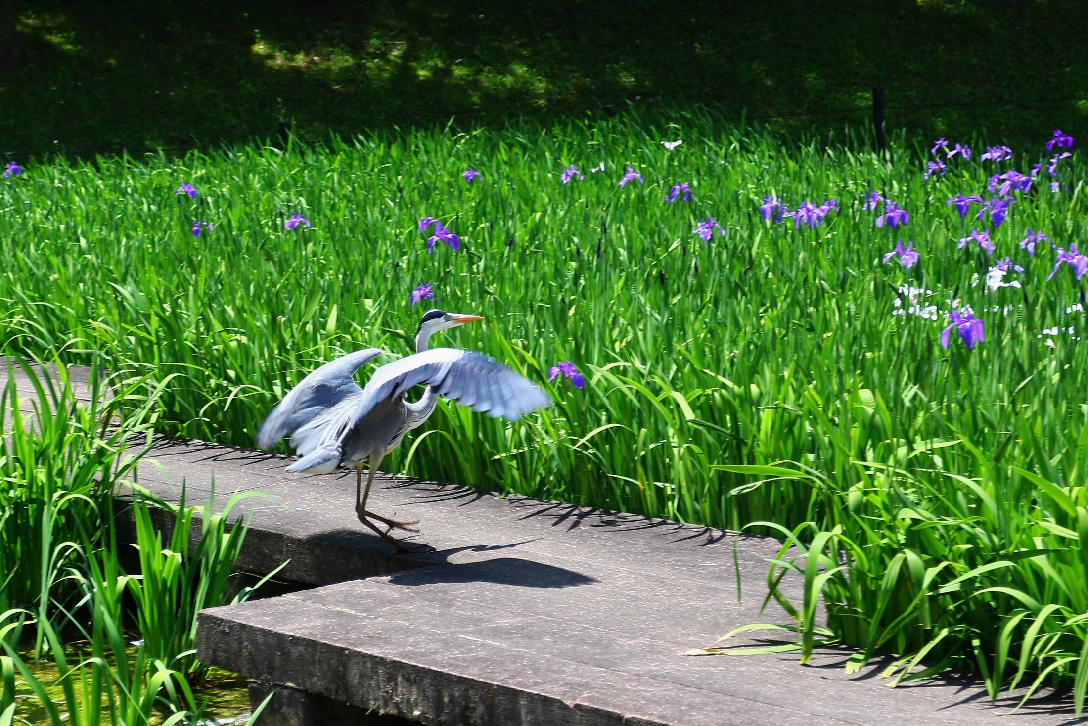 上野台公園　紫のカキツバタ