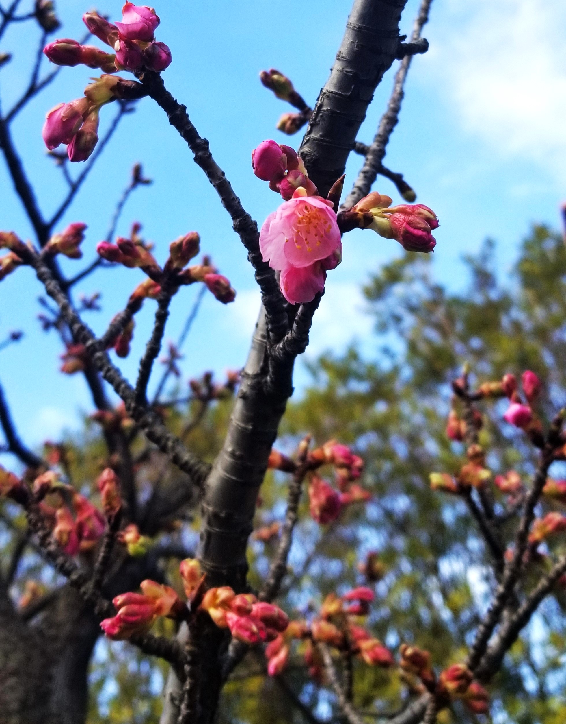 加家緑道　河津桜①