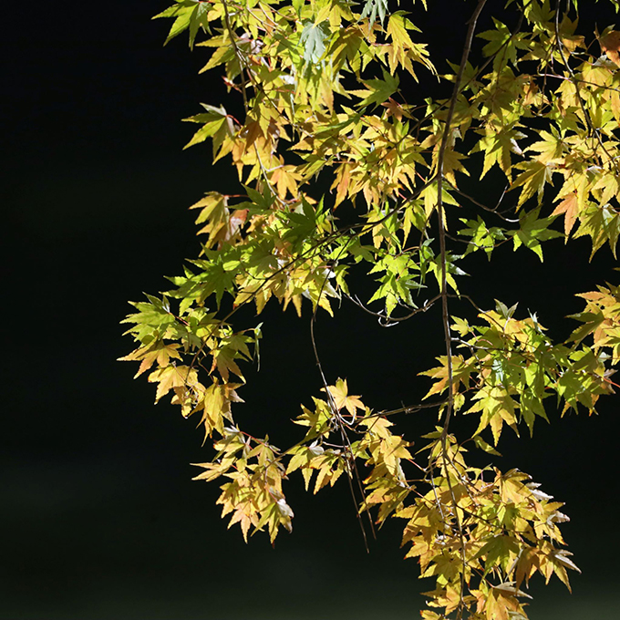 大池公園秋探し