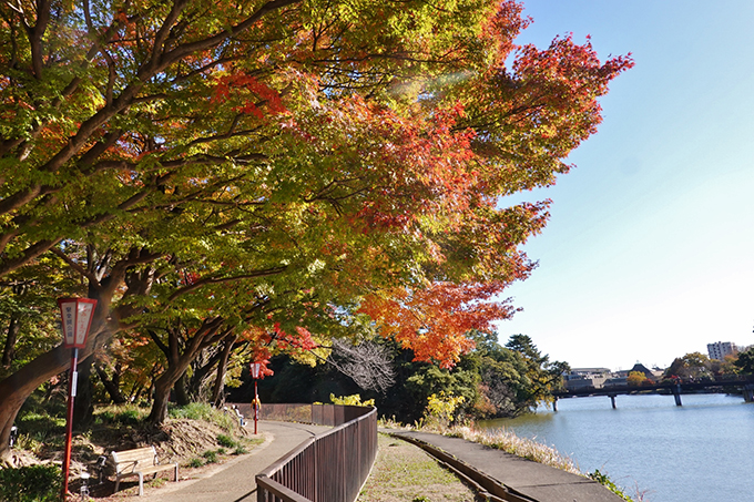 聚楽園公園紅葉模様-1