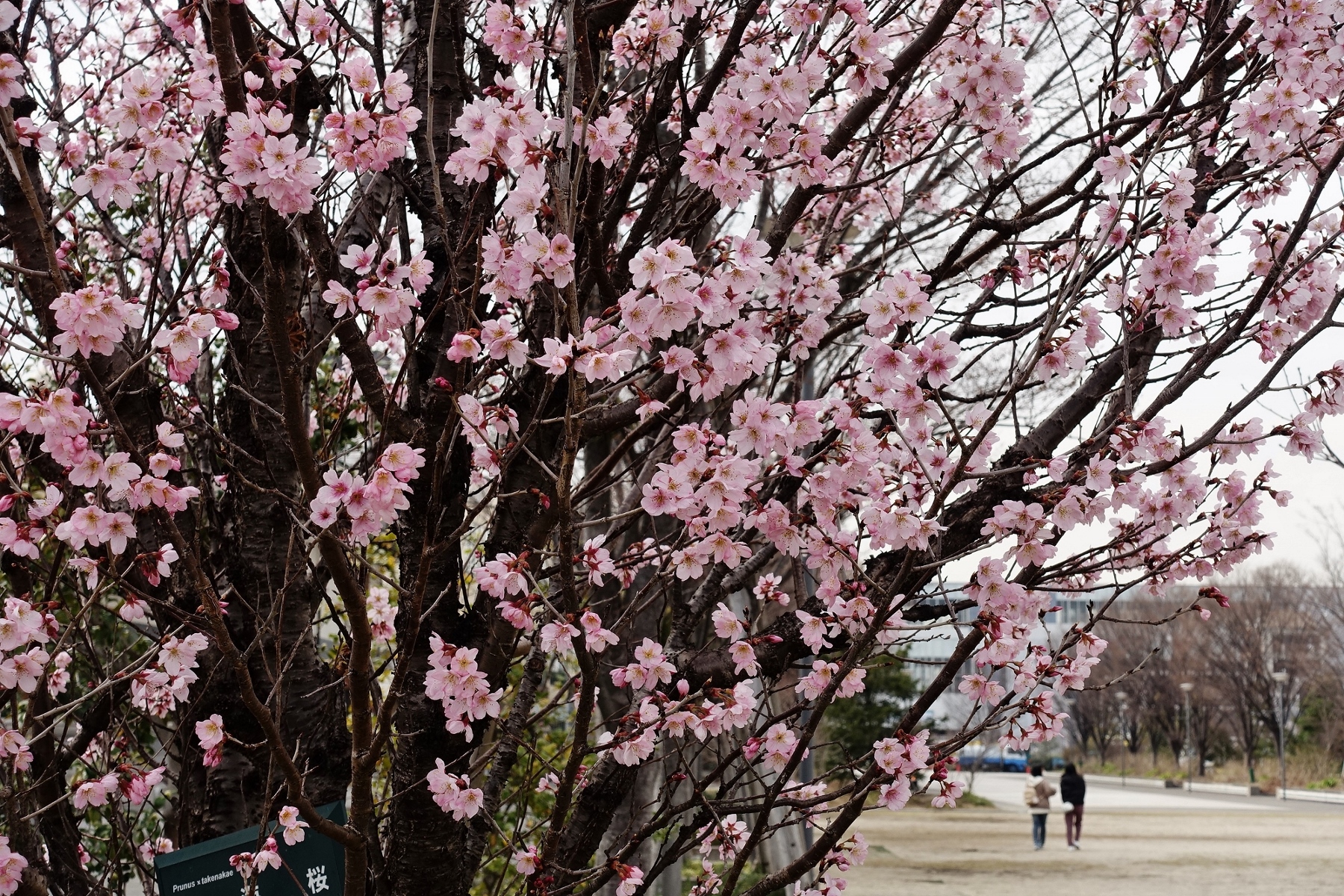 どんでん広場に咲く東海桜２