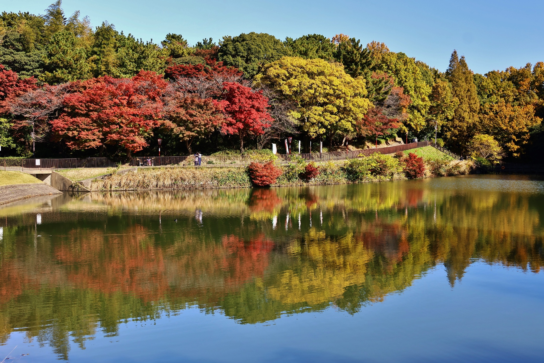 聚楽園公園×もみじ（2023.11.26）3