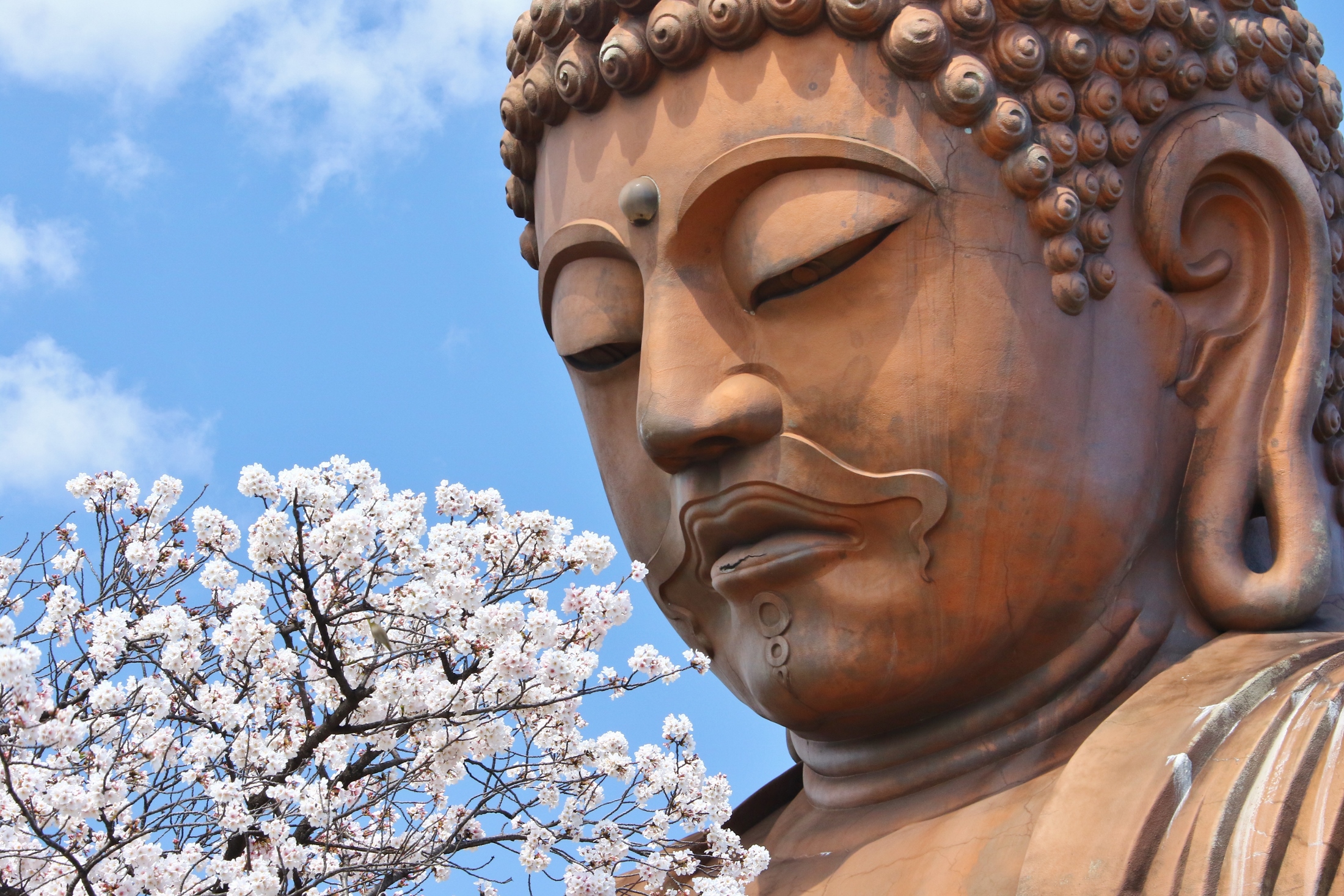 聚楽園公園　大仏　桜