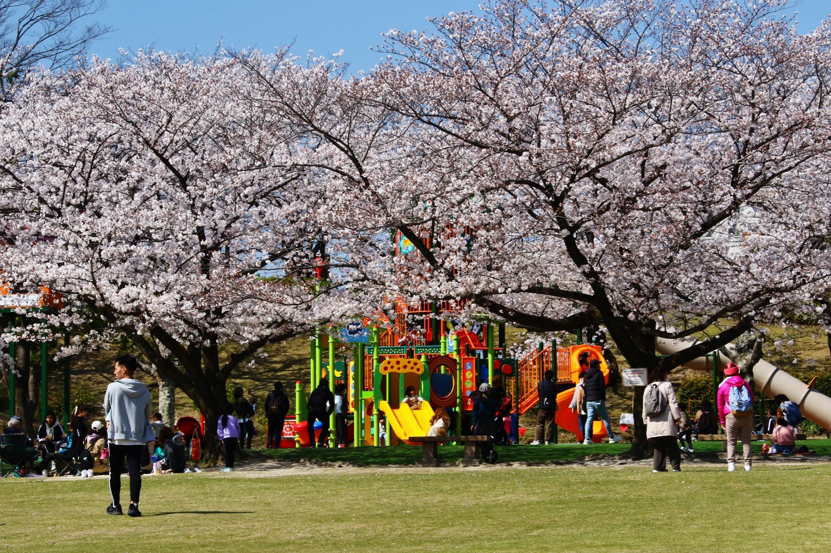 大池公園　新遊具　桜