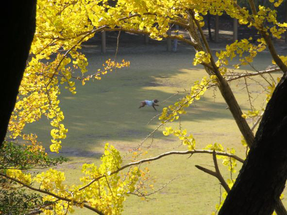 大池公園の銀杏