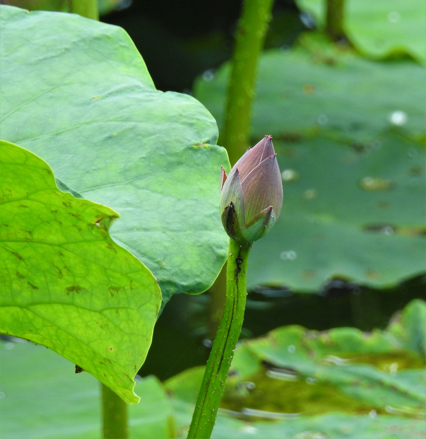 平地公園　蓮池　蕾