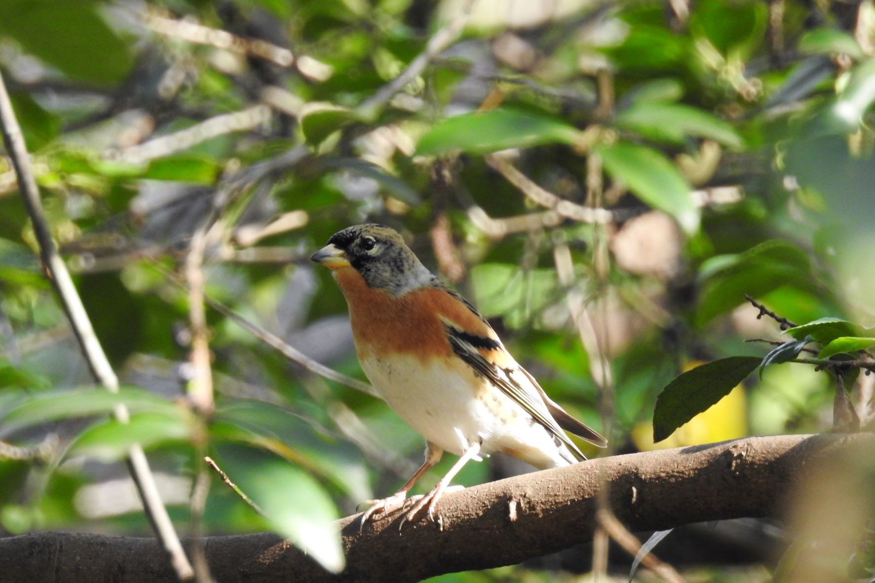 大池公園野鳥アトリ