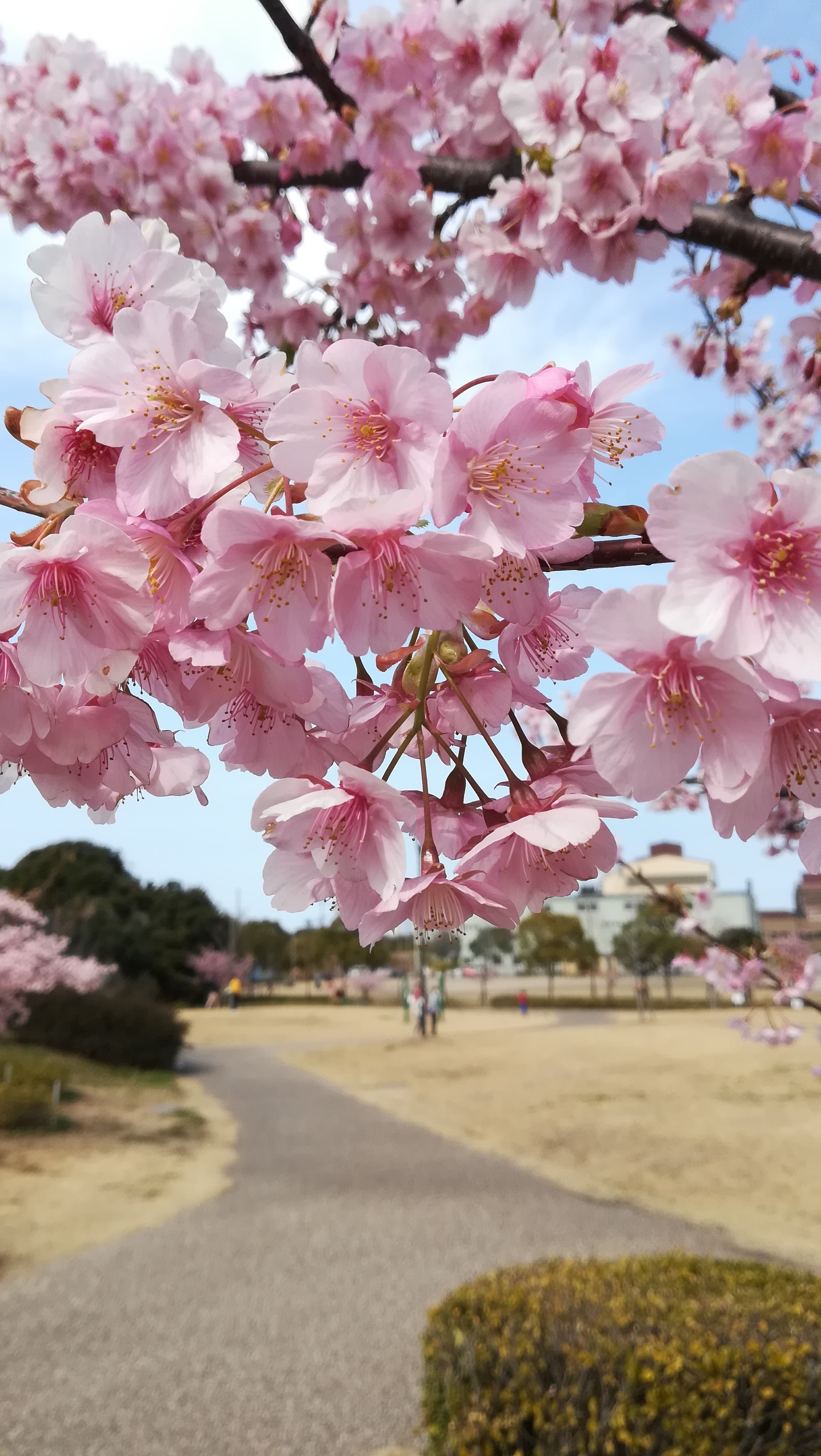 河津桜　クニパパさん