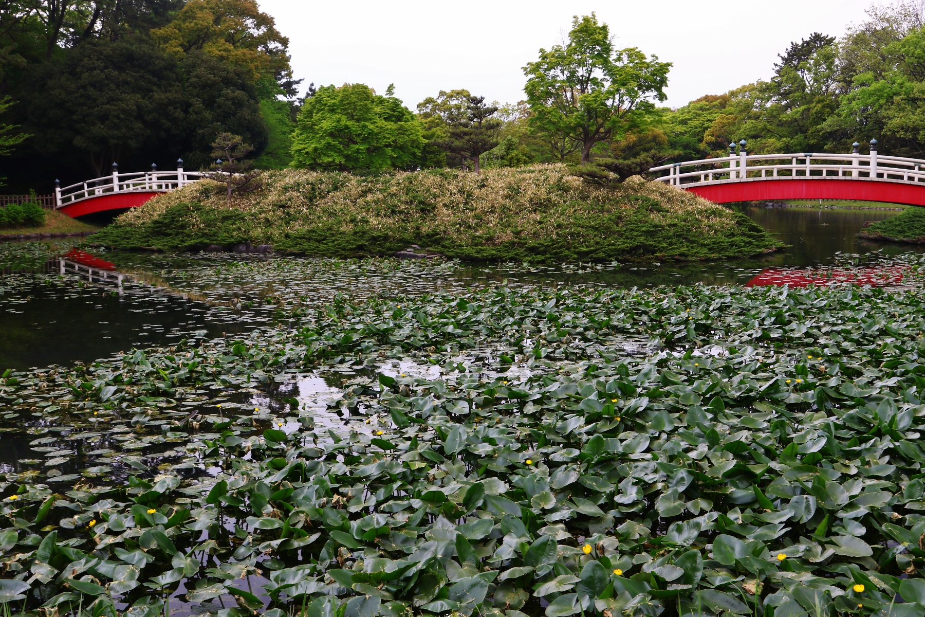 上野台公園コウホネ1