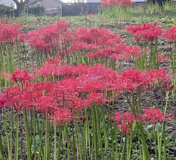 大池公園彼岸花