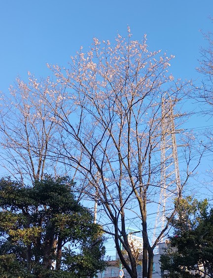 大池公園　薄墨桜