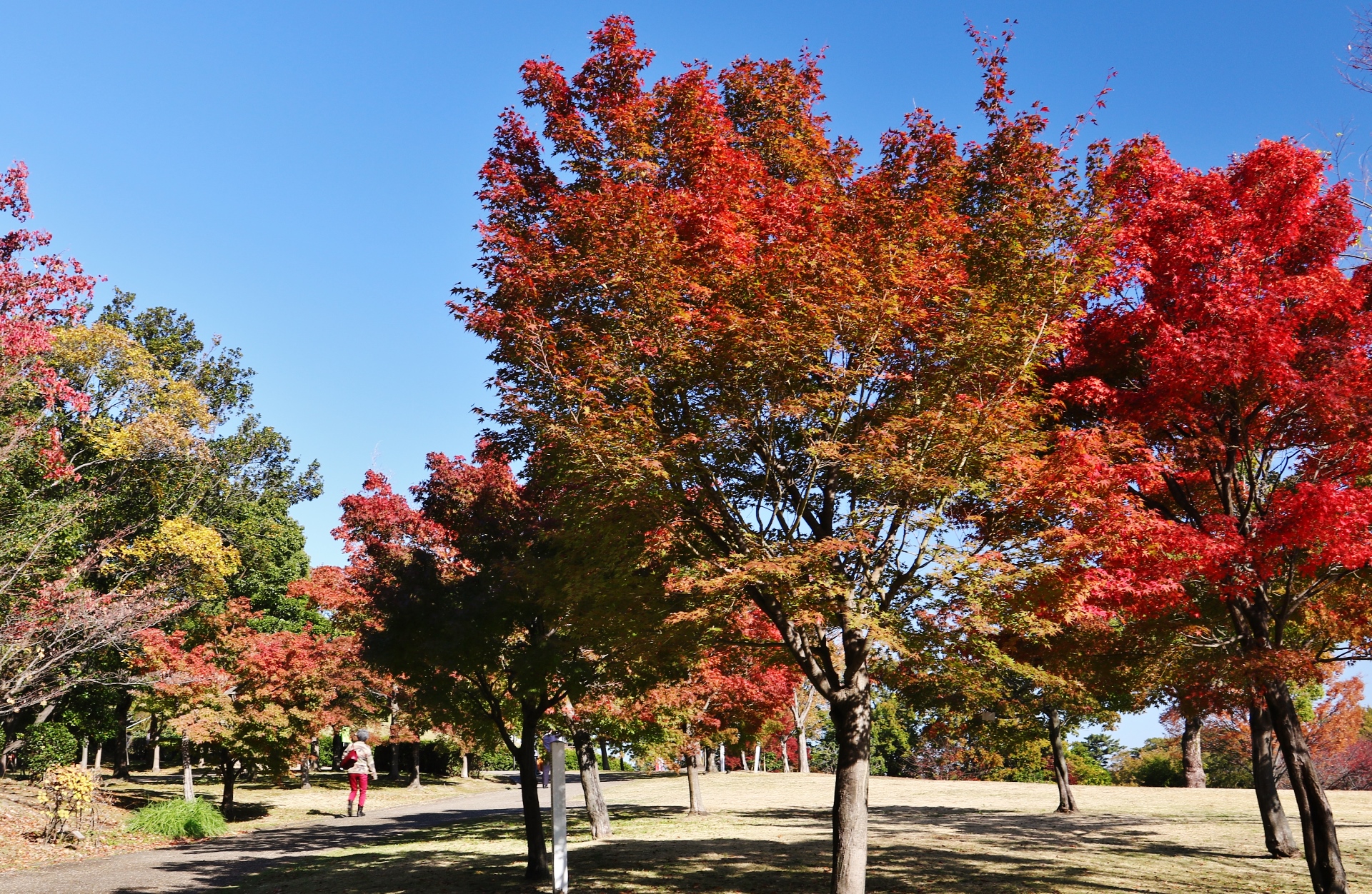 聚楽園公園　もみじ