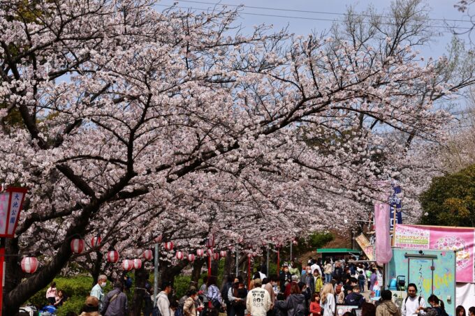 大池公園　桜　グルメ