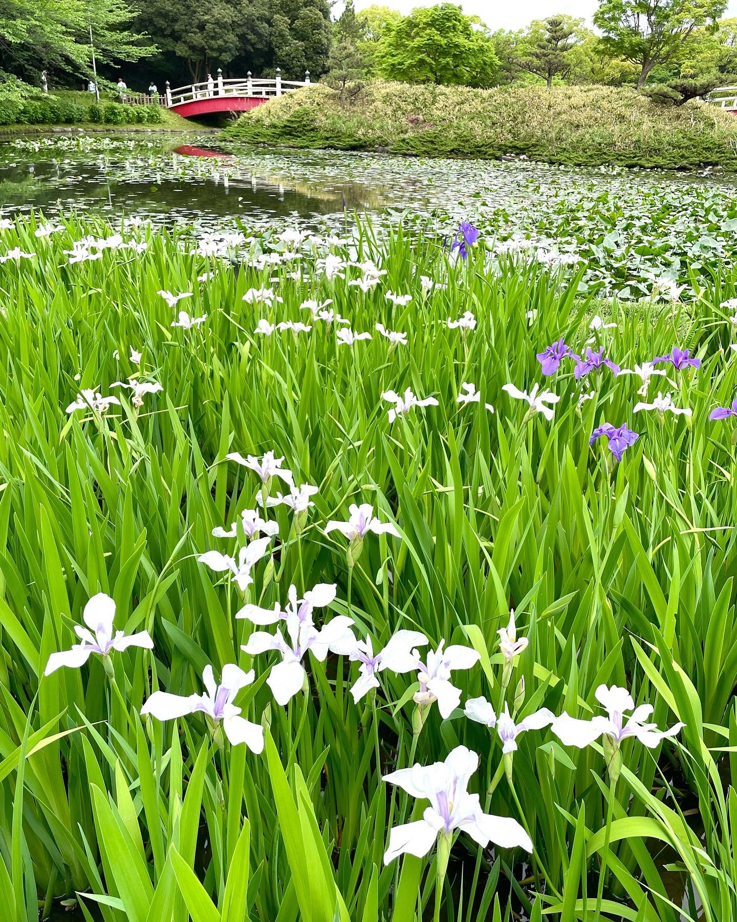 上野台公園　かきつばた　開花状況