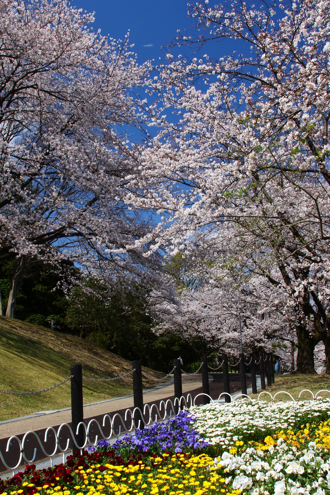 大池公園　桜　歩道