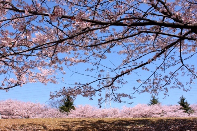 大池公園15　桜