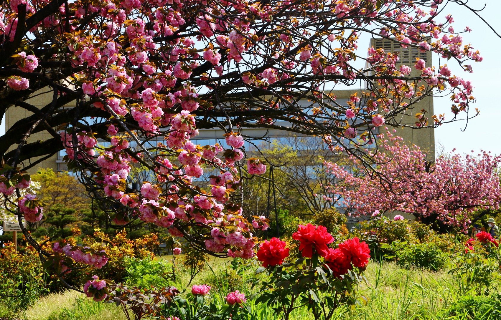 大池公園　牡丹　八重桜