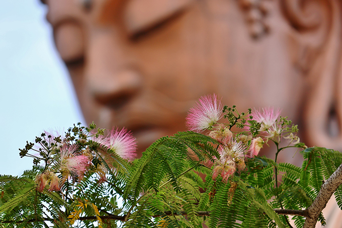 聚楽園公園の大仏前ねむの木の花