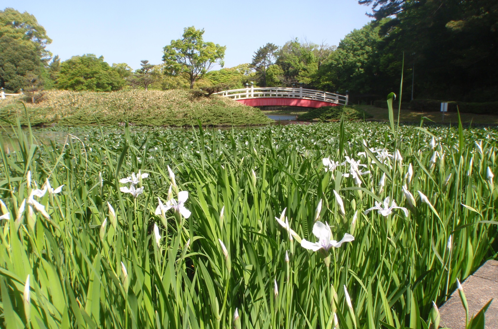 上野台公園　カキツバタ