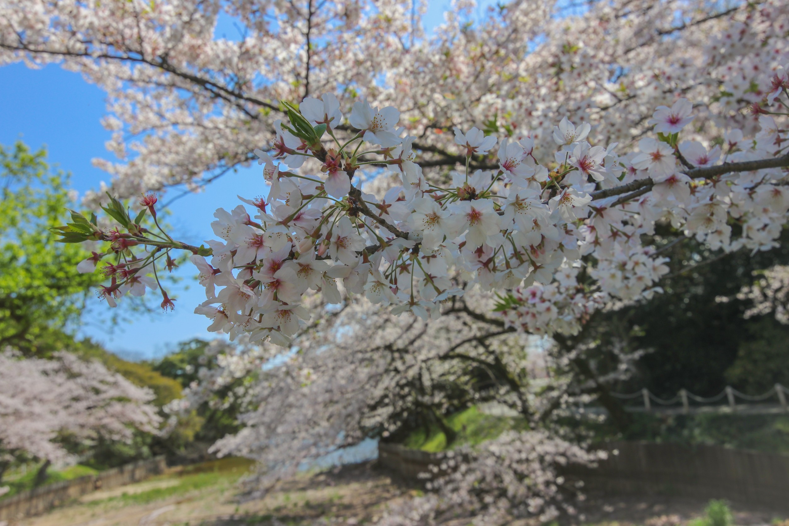 大池公園桜