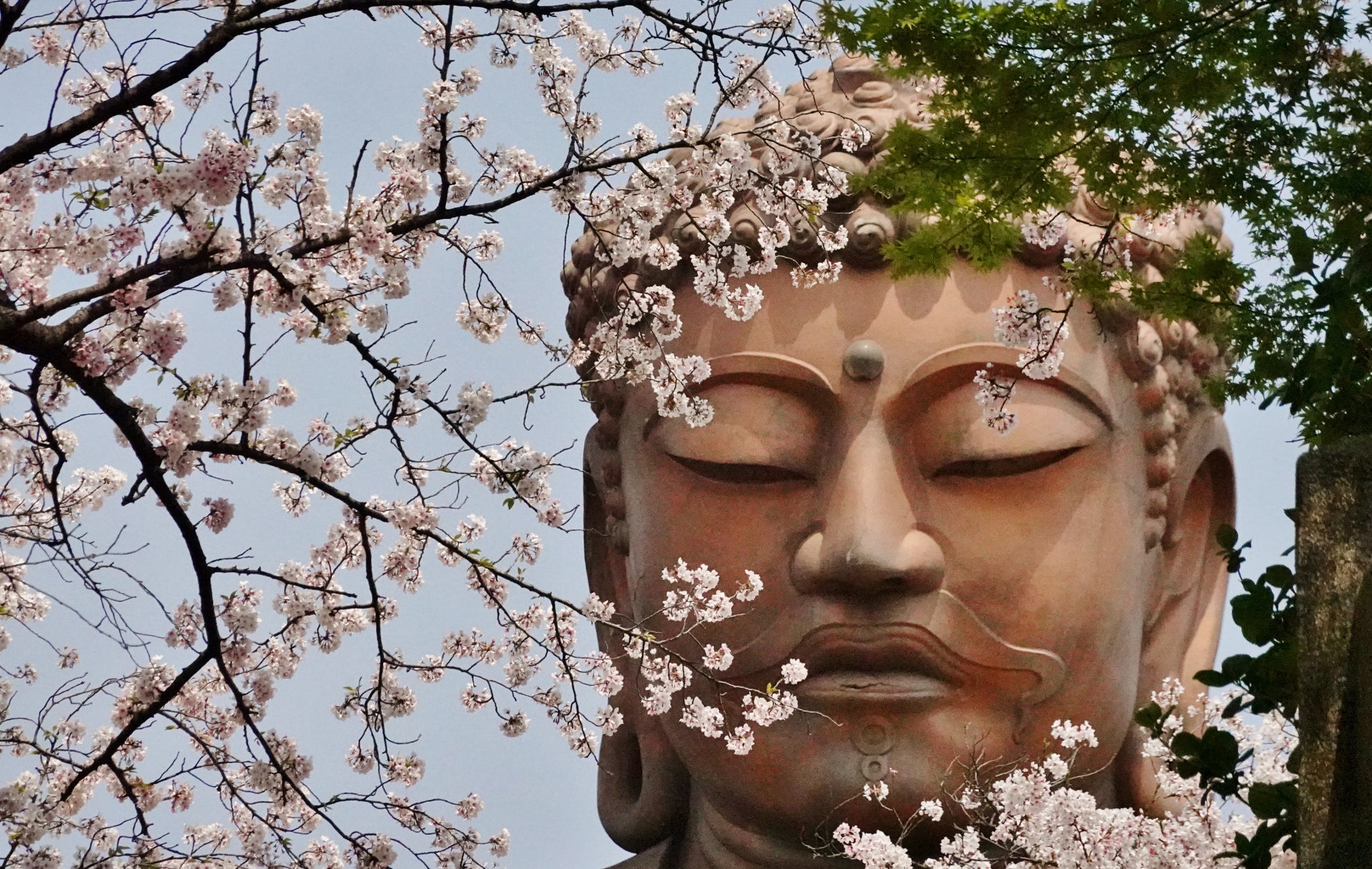 聚楽園大仏と桜