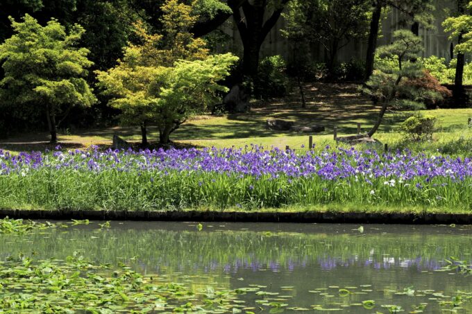 上野台公園　カキツバタ（2024.05.08）2