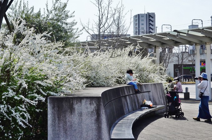 太田川駅前　雪柳満開