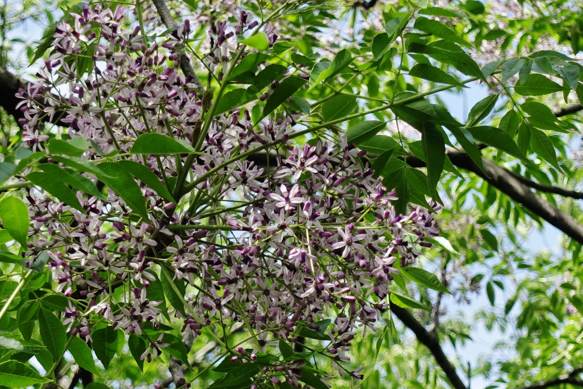 中ノ池公園栴檀（せんだん）の花2