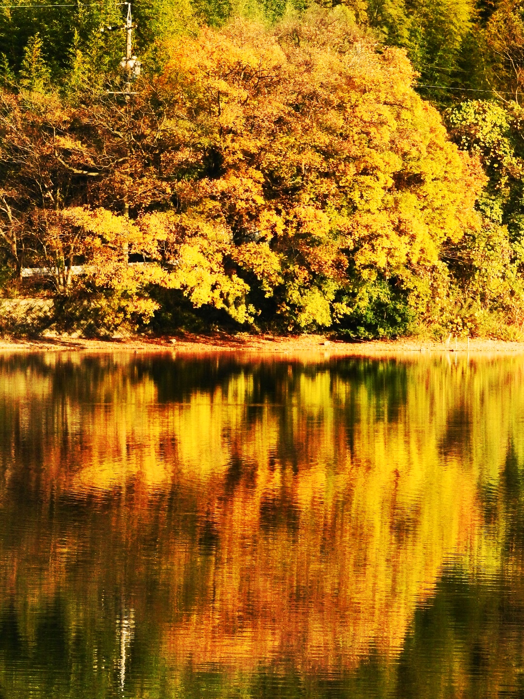 池へと反射する紅葉