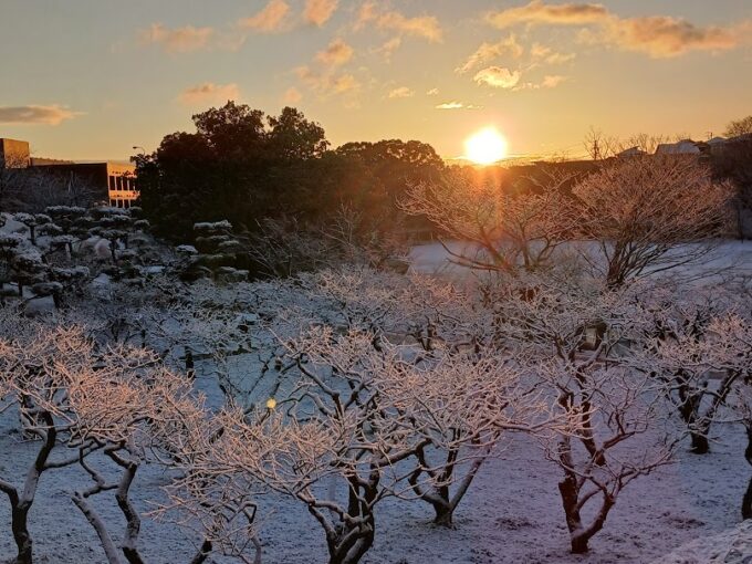 大池公園　雪（2024.1.25）