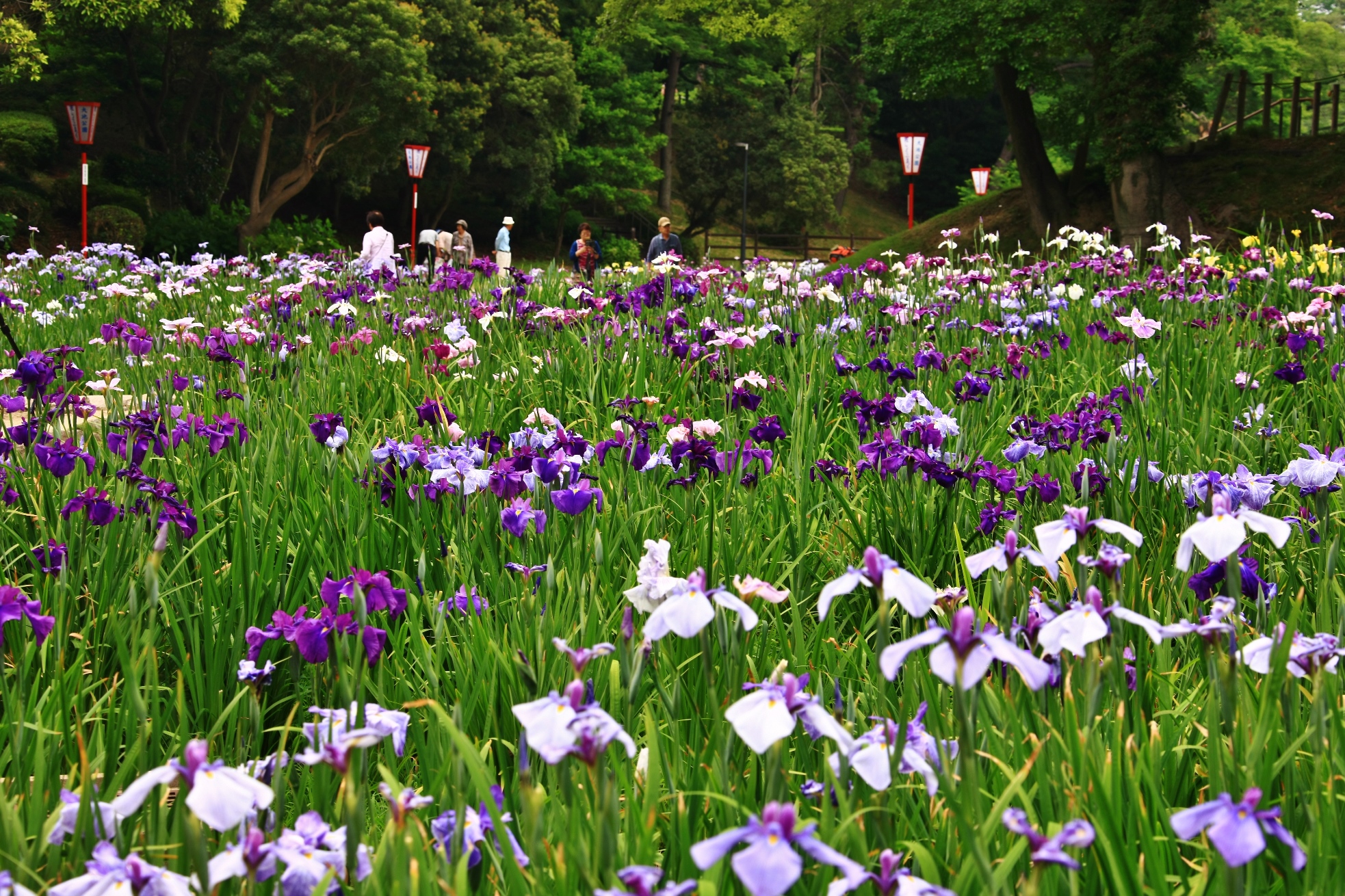 花しょうぶまつり