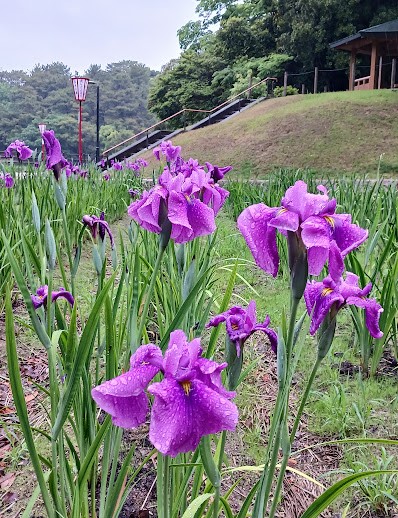 花しょうぶ2025.5.17