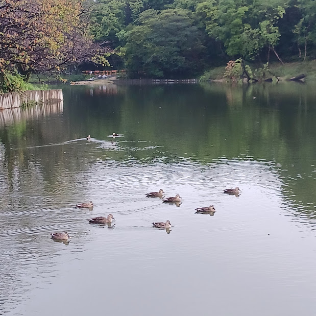 大池公園　カモ