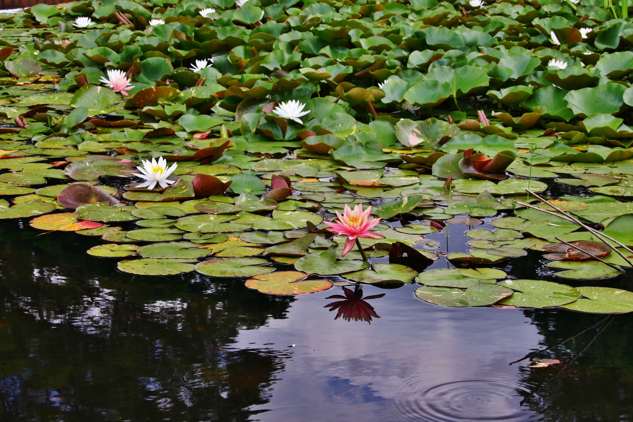 大池公園　睡蓮の花　引き