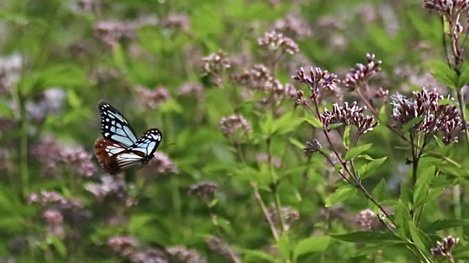 加南ふれあいの森