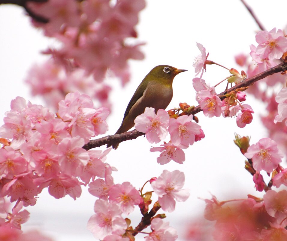 河津桜メジロ