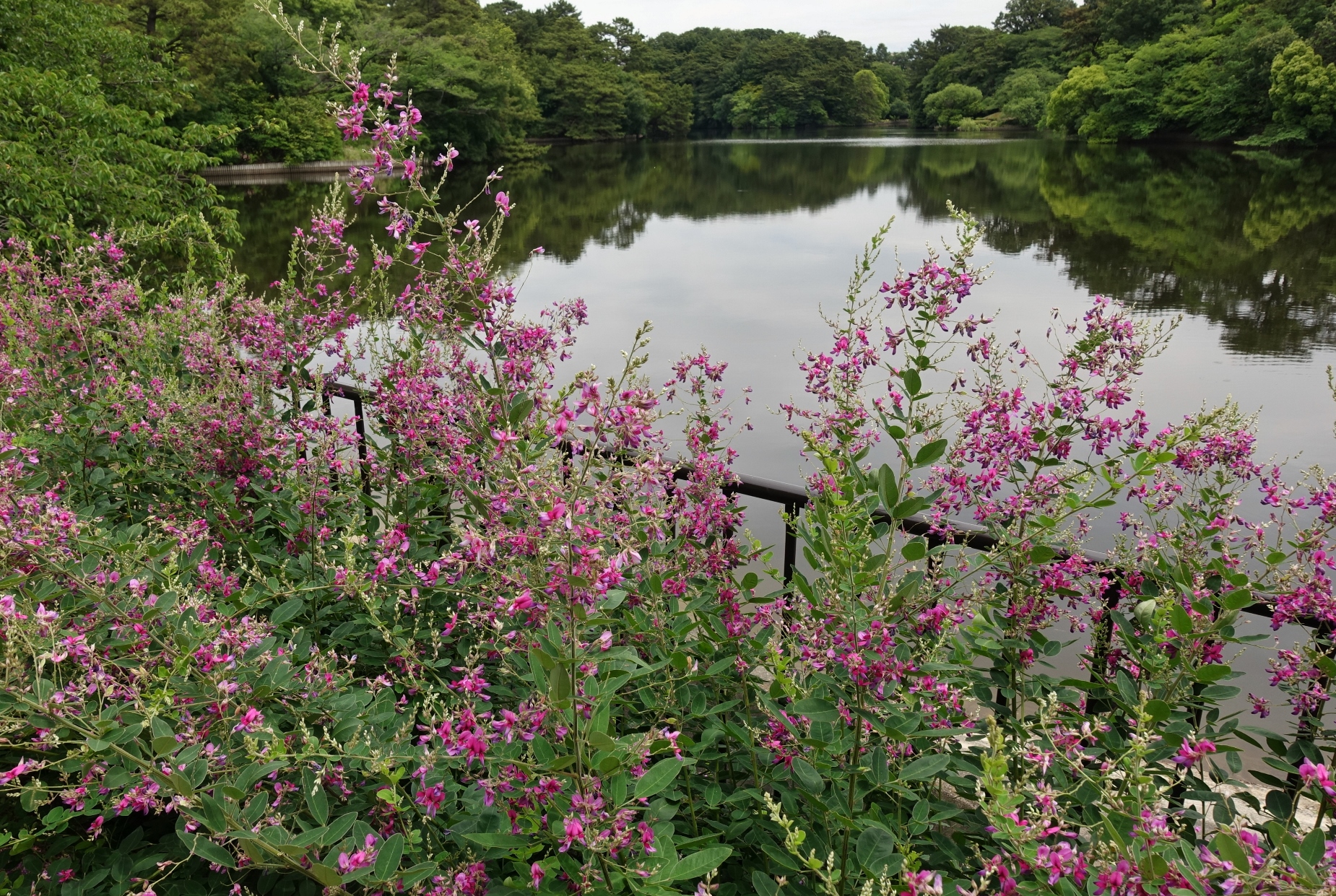 大池公園　池と花