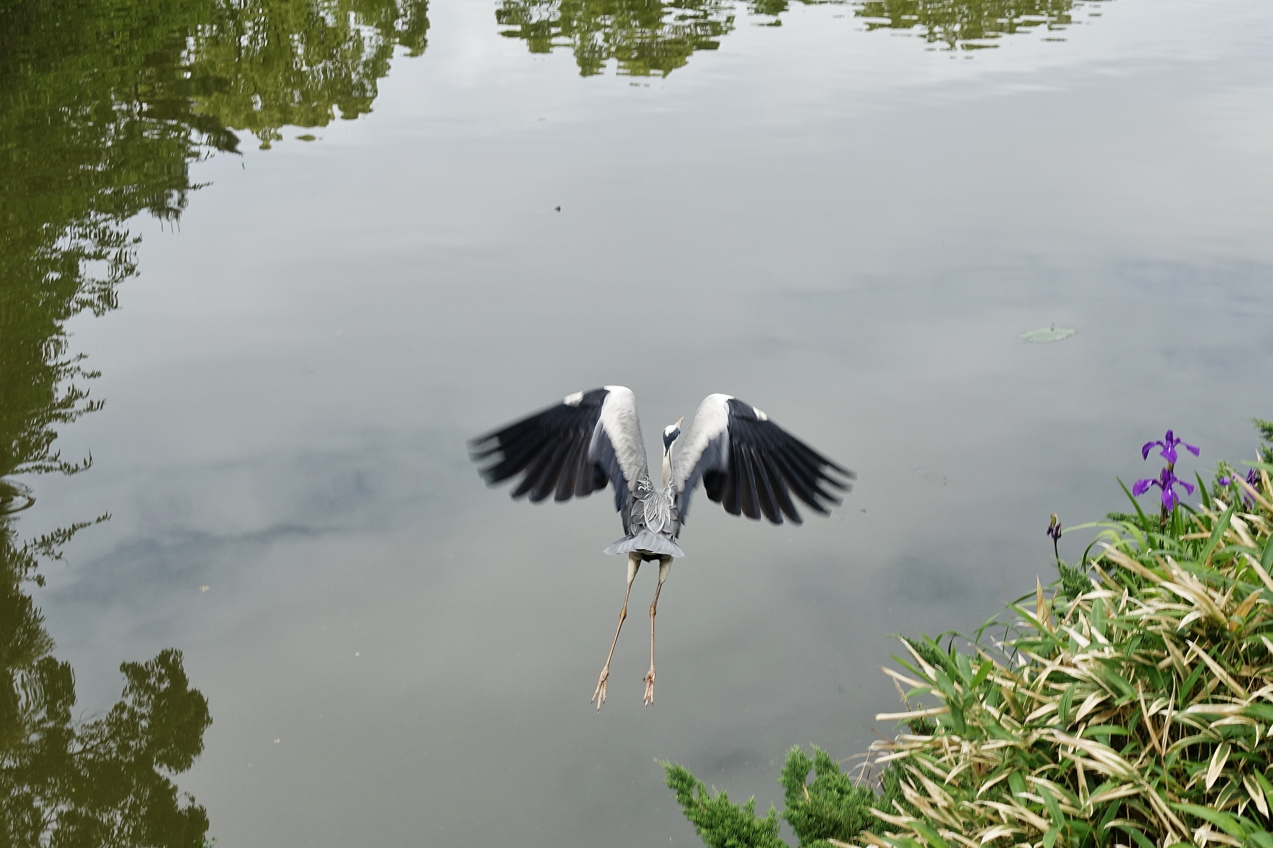 上野台公園　カキツバタ2番3番