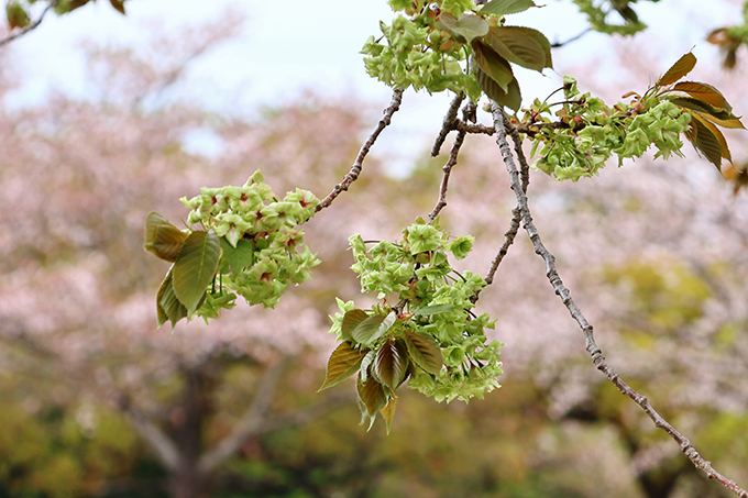 平地公園御衣黄の花-見頃