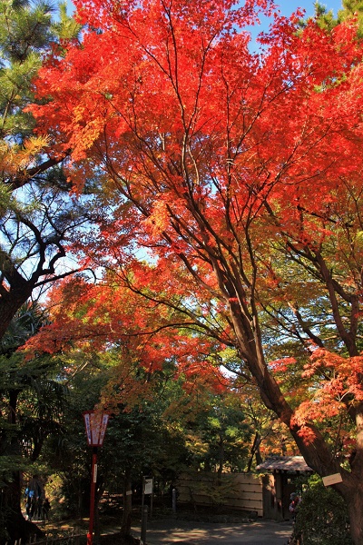 聚楽園公園嚶鳴庵