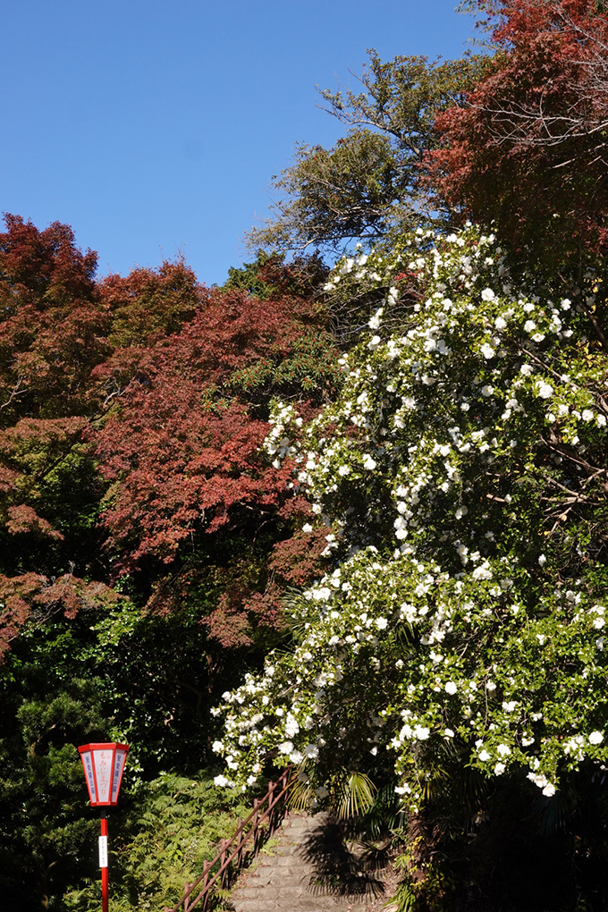 白い山茶花