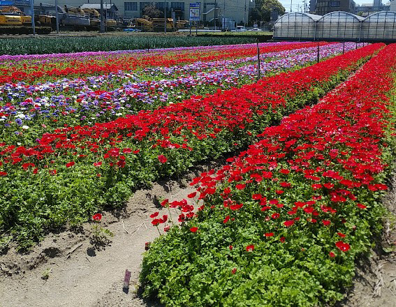 東海市体育館近く菊