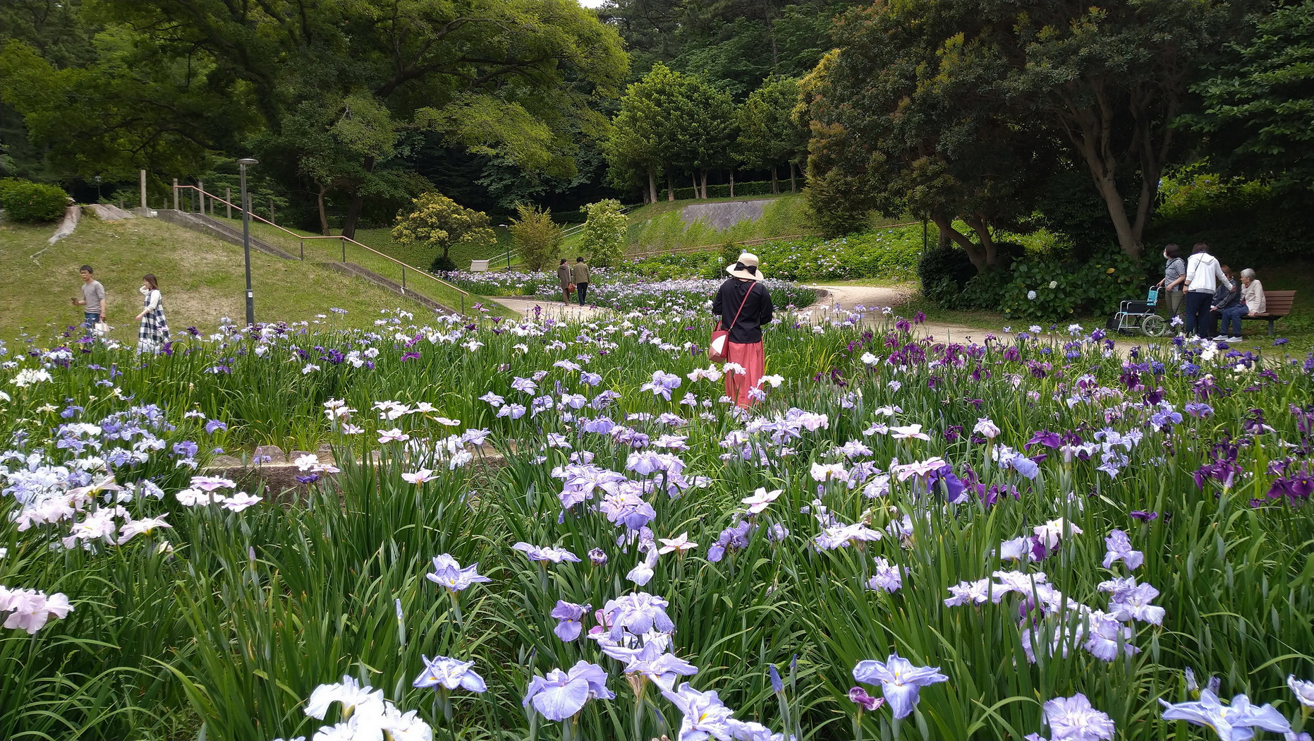 大池公園　しょうぶ園