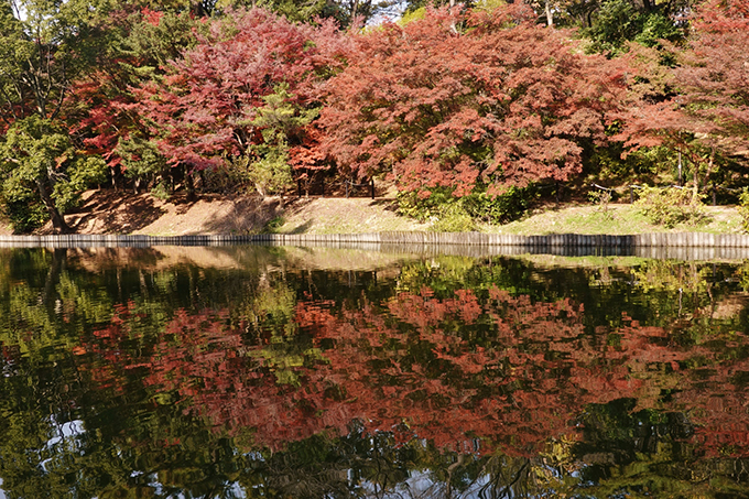 大池公園紅葉